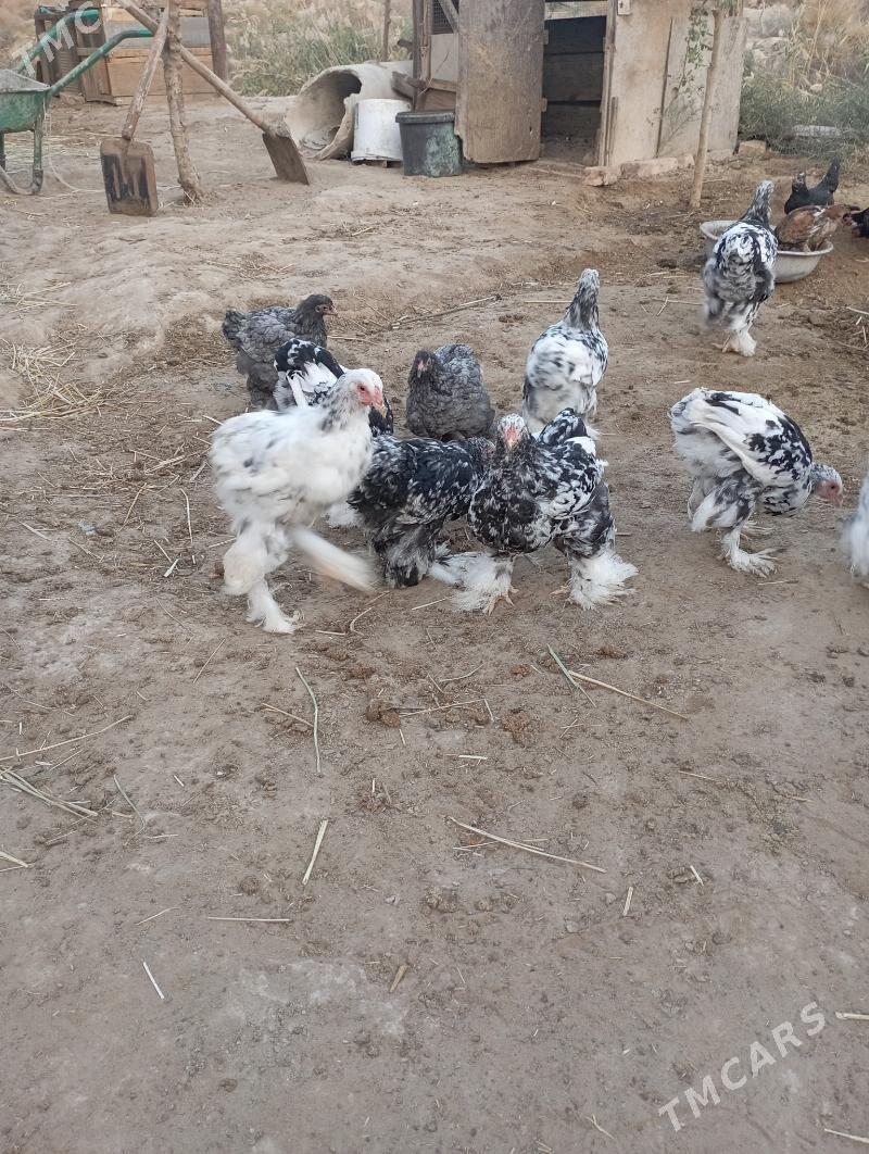 Brama balgar - Çoganly - img 3