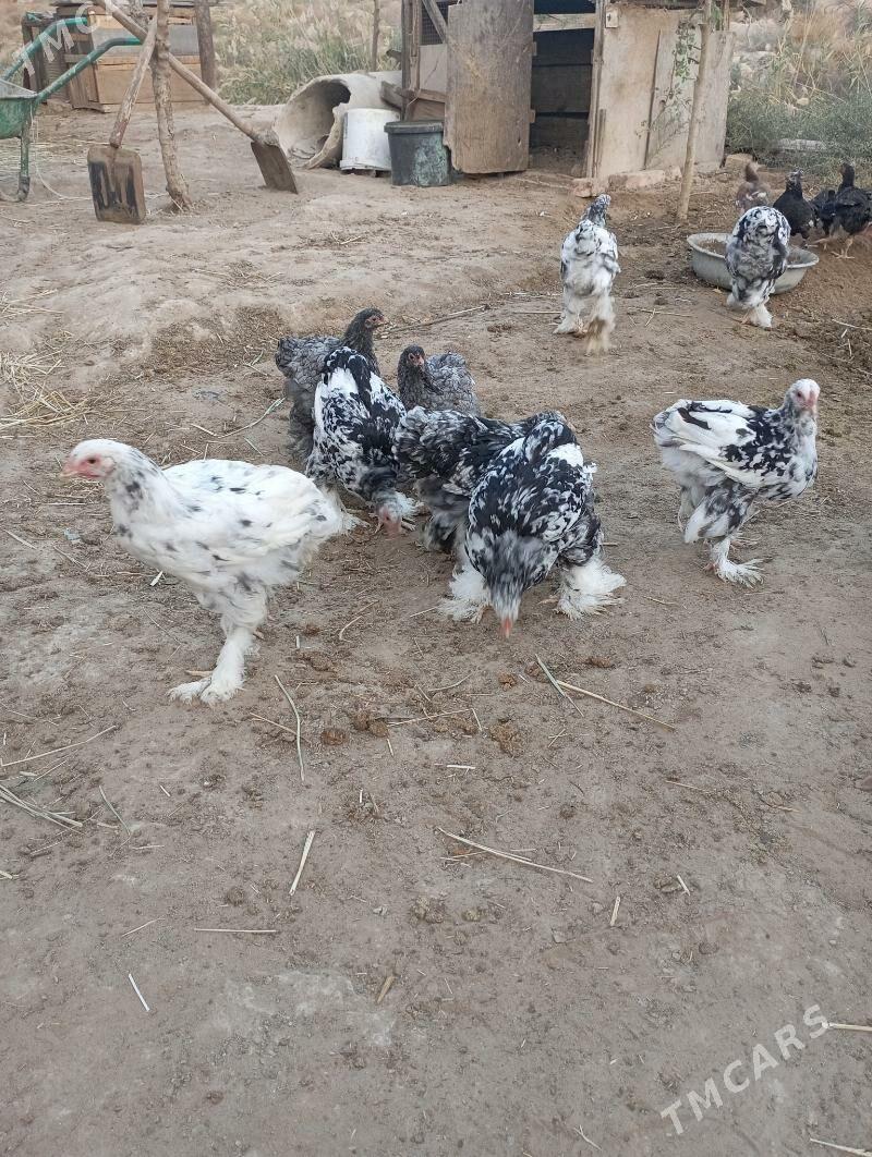 Brama balgar - Çoganly - img 1