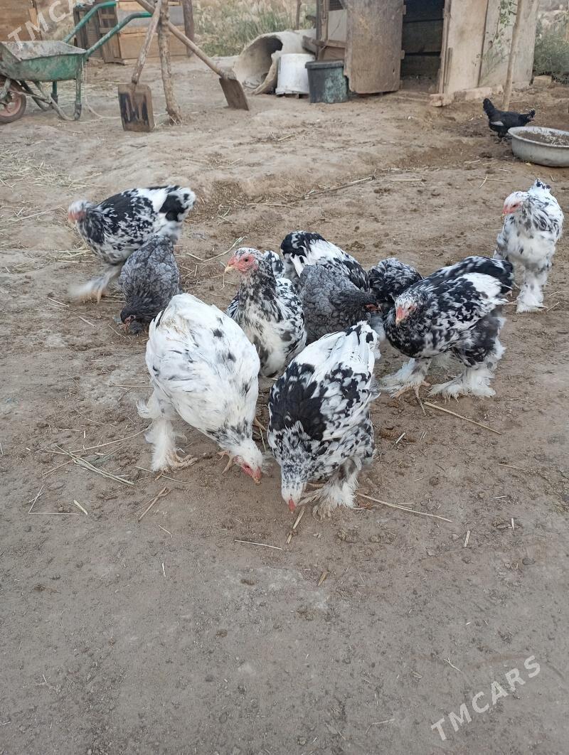 Brama balgar - Çoganly - img 4