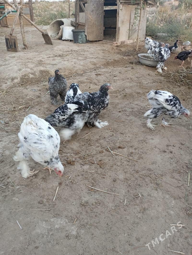 Brama balgar - Çoganly - img 2