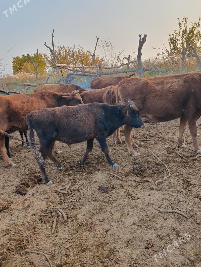 okuz - Wekilbazar - img 6