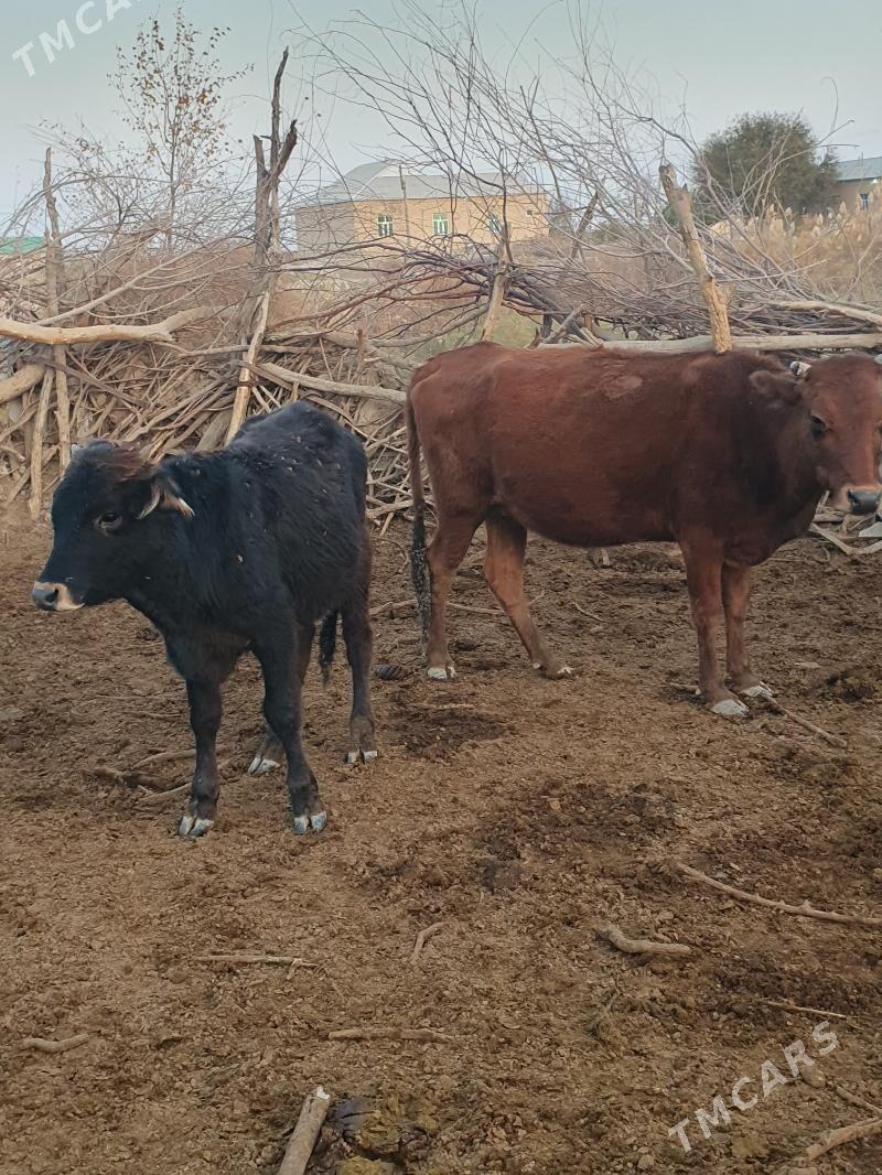 okuz - Wekilbazar - img 9