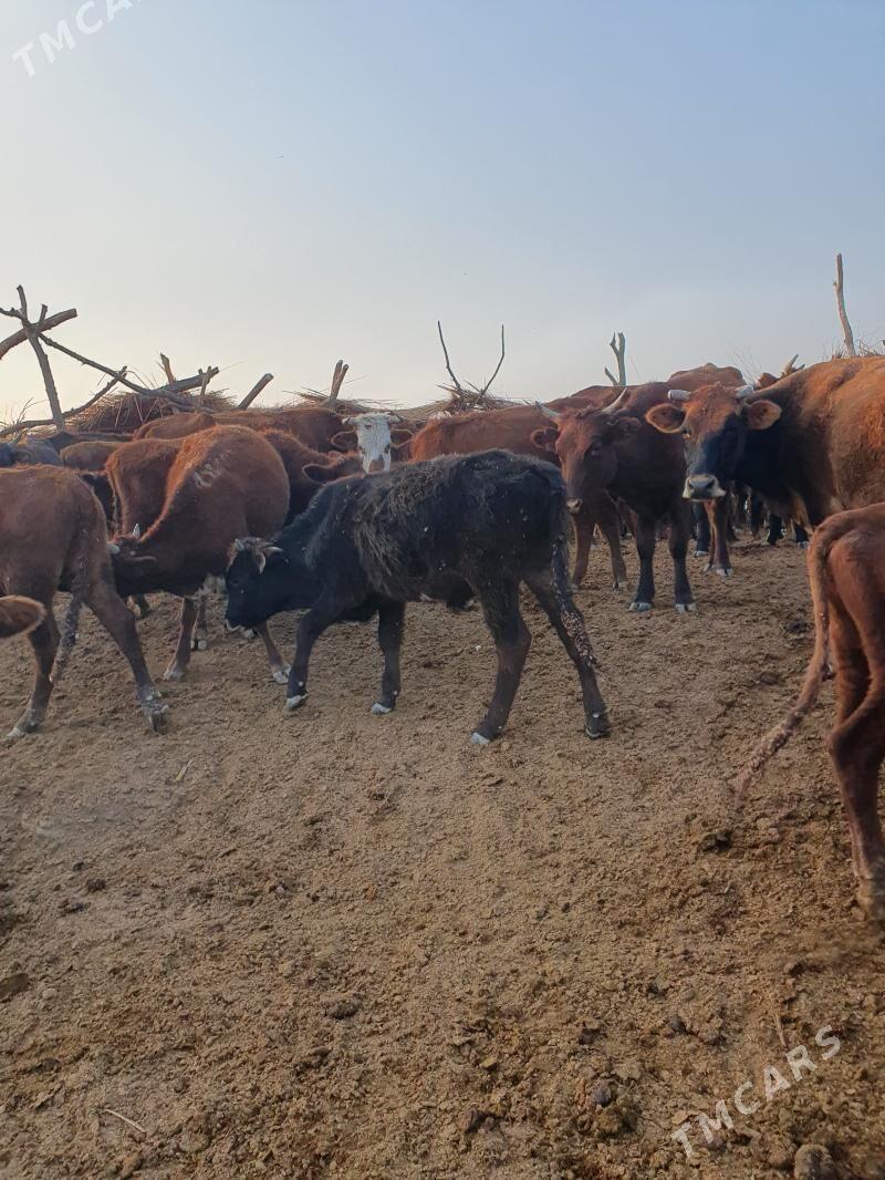 okuz - Wekilbazar - img 8