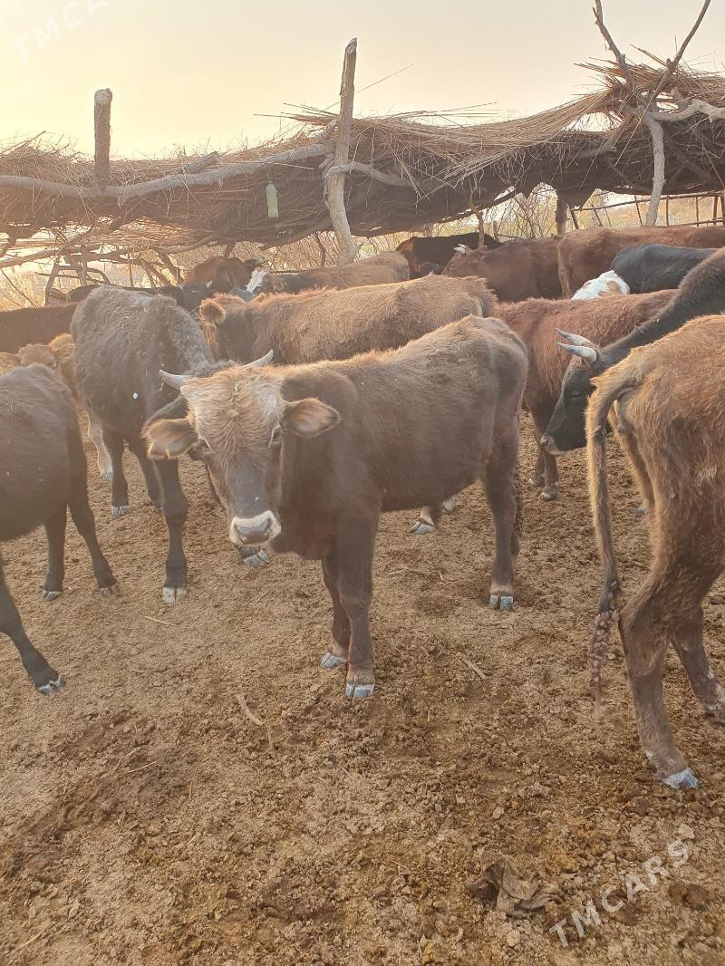 okuz - Wekilbazar - img 5