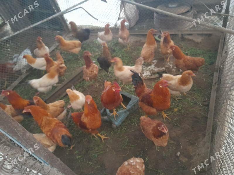 Towuklar - Aşgabat - img 2