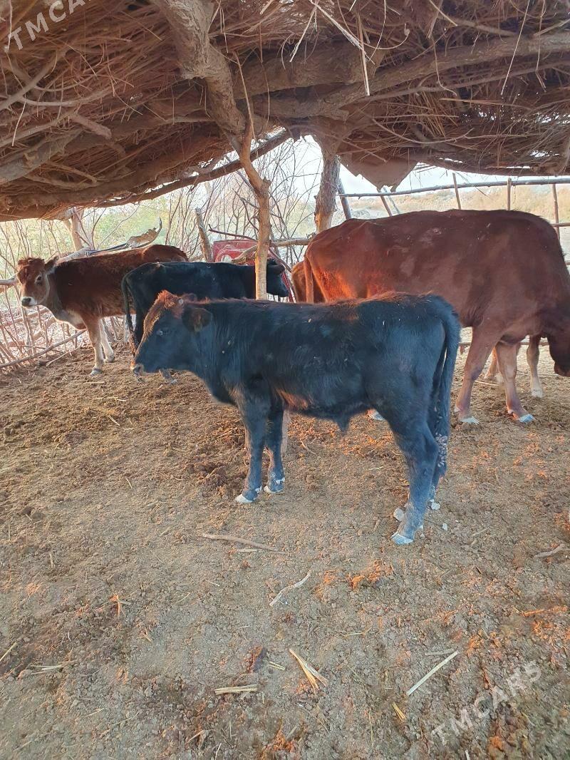 okuz - Wekilbazar - img 3