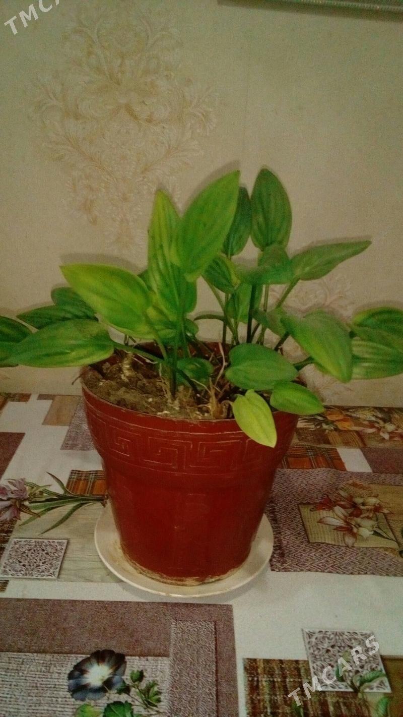 Лилия домашняя(паучковая). - Mary - img 4