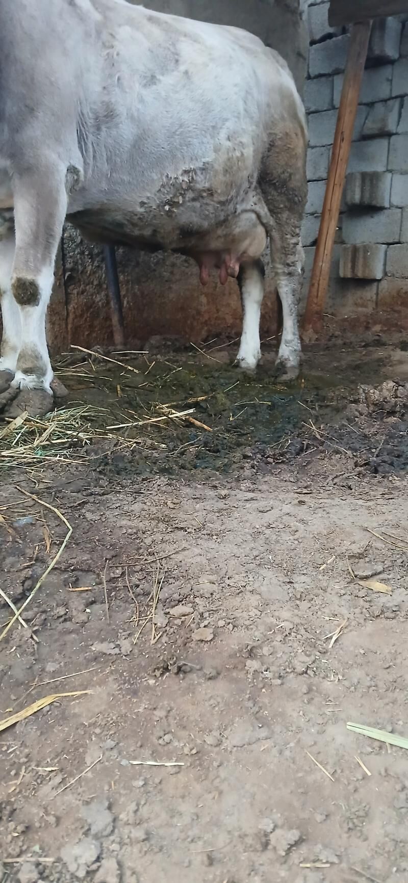 goleli sygyr - Гёкдепе - img 3