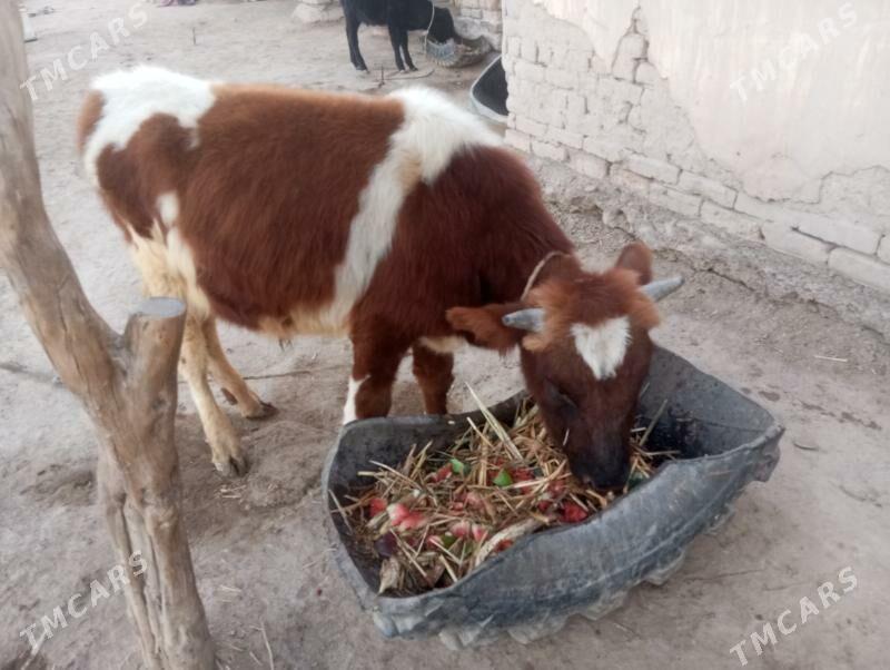 Ala paroda öküz - Şabat etr. - img 1