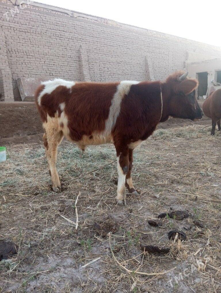 Ala paroda öküz - Şabat etr. - img 7