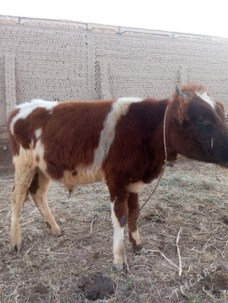 Ala paroda öküz - Şabat etr. - img 8