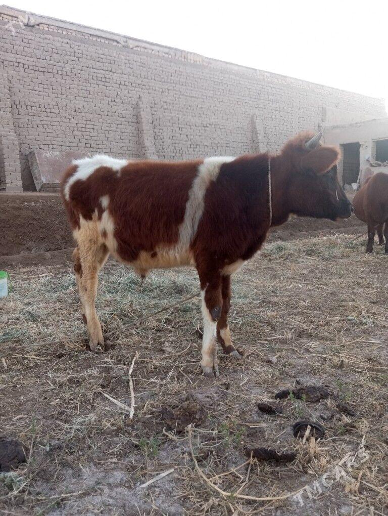 Ala paroda öküz - Şabat etr. - img 4