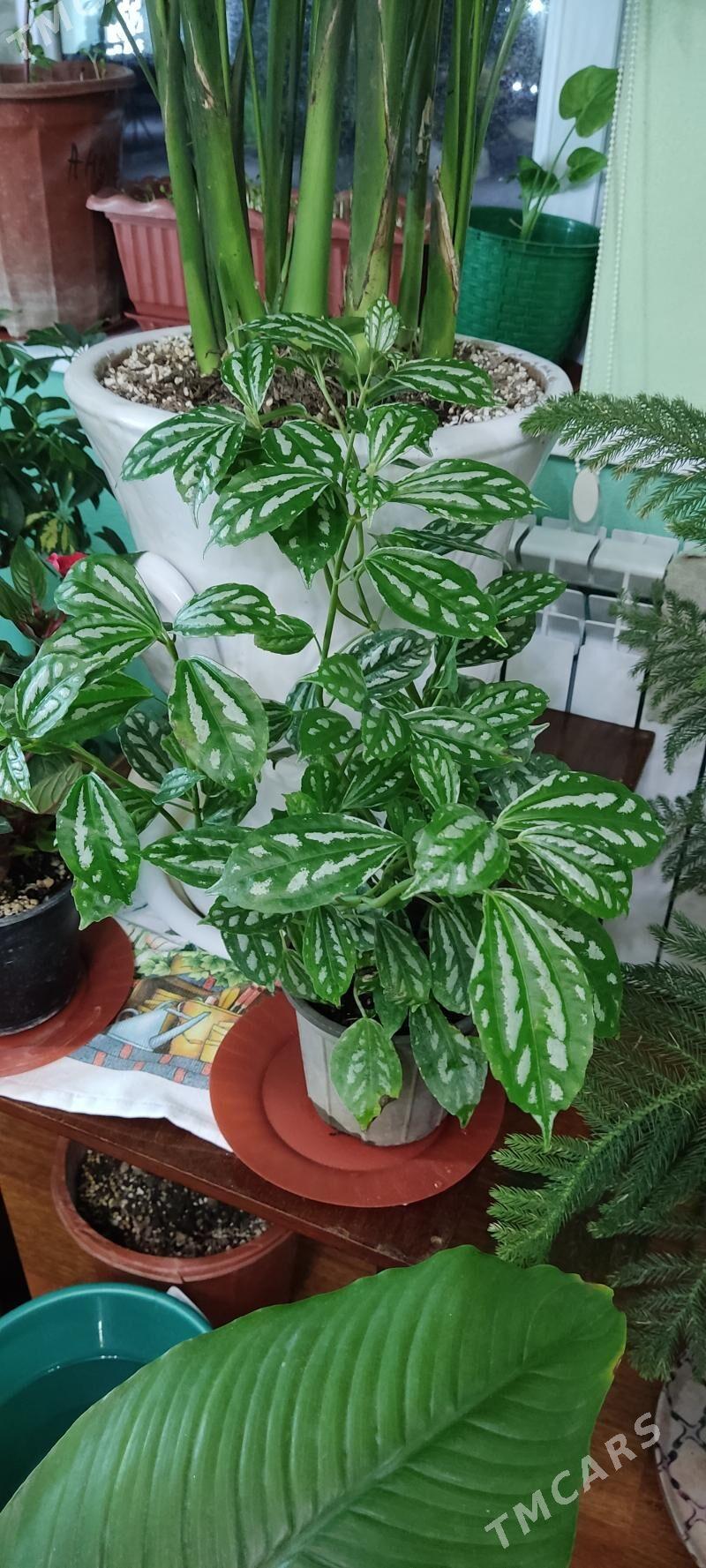 Цветы для дома - Parahat 4 - img 1