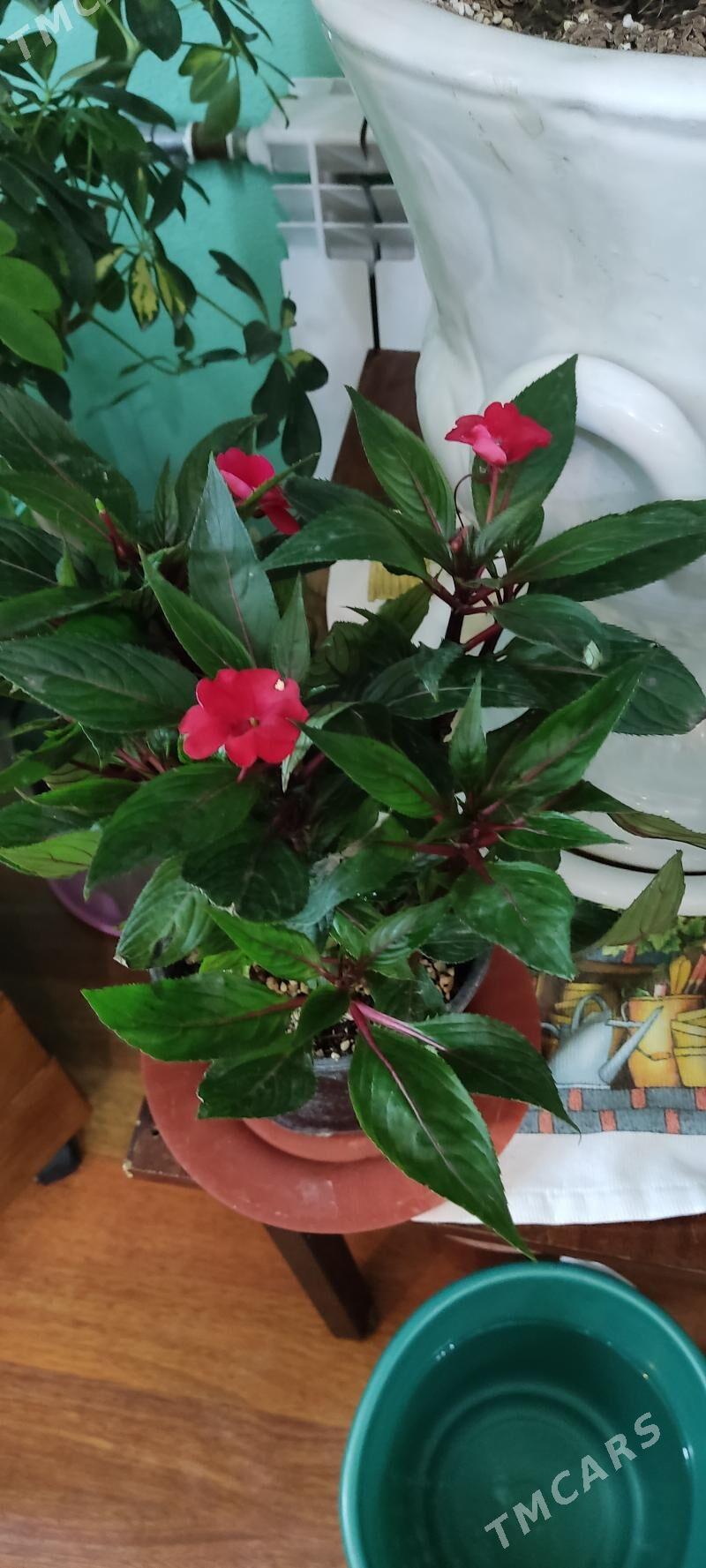 Цветы для дома - Parahat 4 - img 2