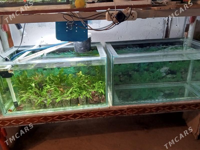 akwarium 200 litr - Türkmenabat - img 2