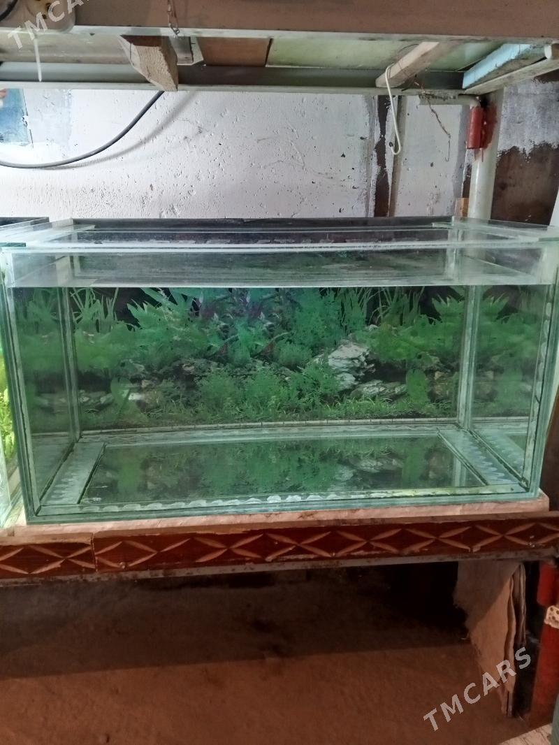 akwarium 200 litr - Türkmenabat - img 1