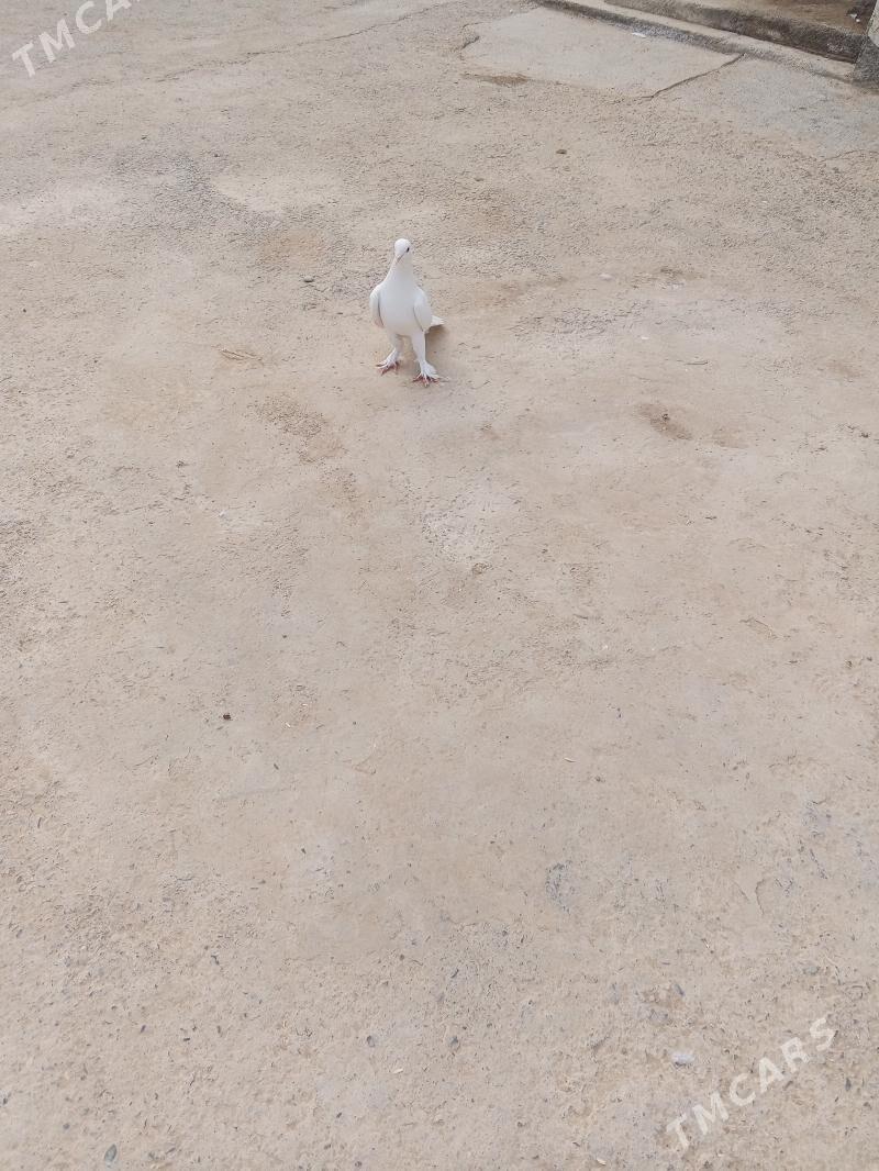 kepderi - Бахарден - img 3