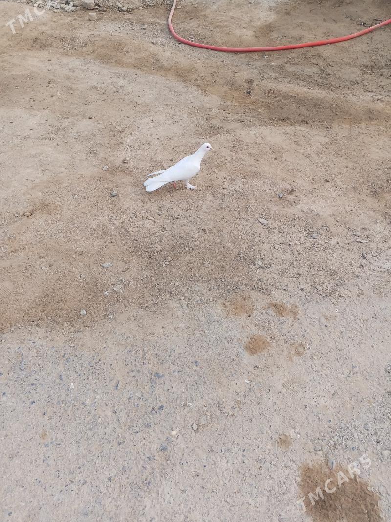 kepderi - Бахарден - img 2