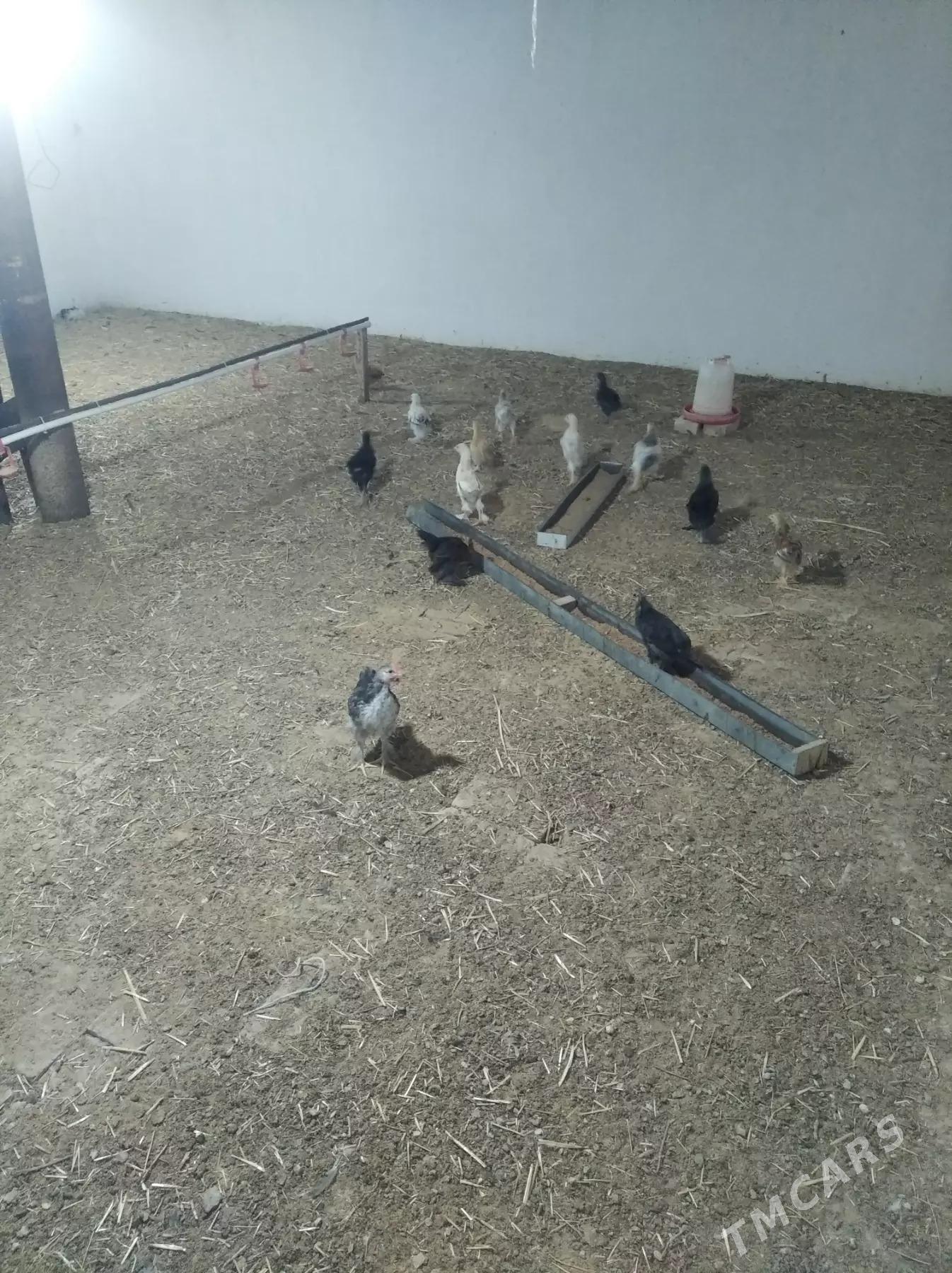 juje - Сакарчага - img 2