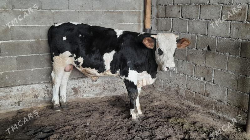 Okuz - Ak bugdaý etraby - img 4