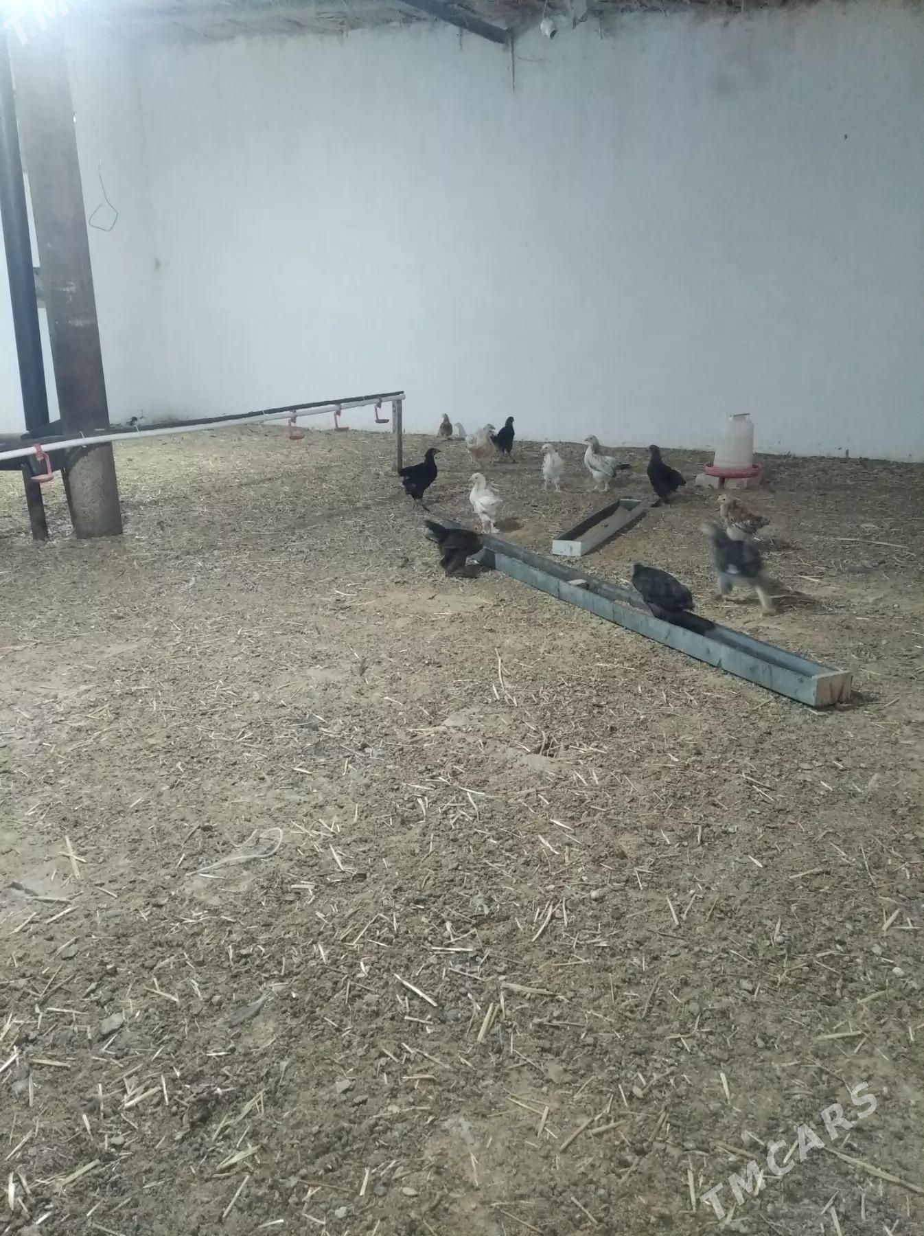 juje - Сакарчага - img 1