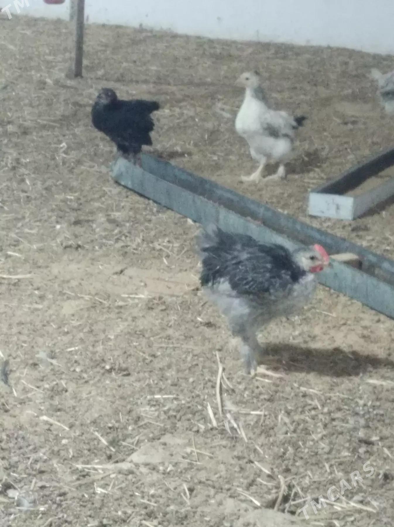 juje - Сакарчага - img 3