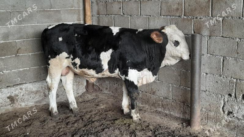 Okuz - Ak bugdaý etraby - img 3