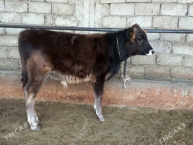 tohum okuz - Гёкдепе - img 1