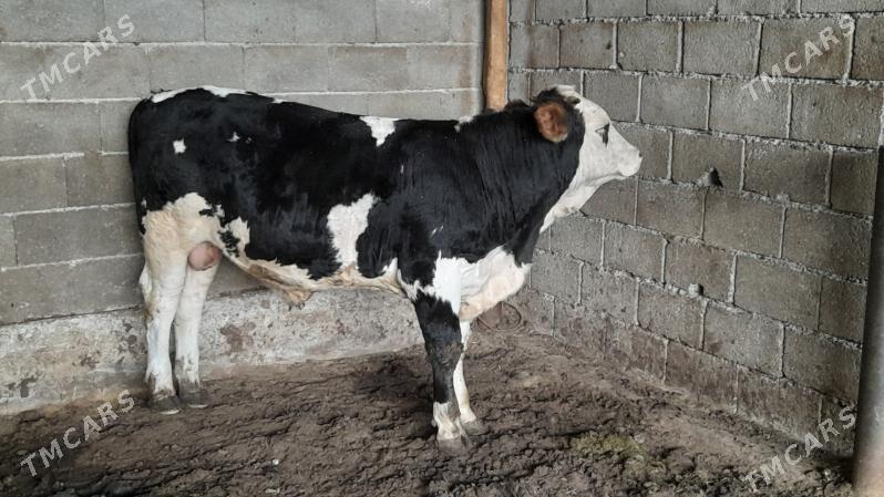 Okuz - Ak bugdaý etraby - img 2