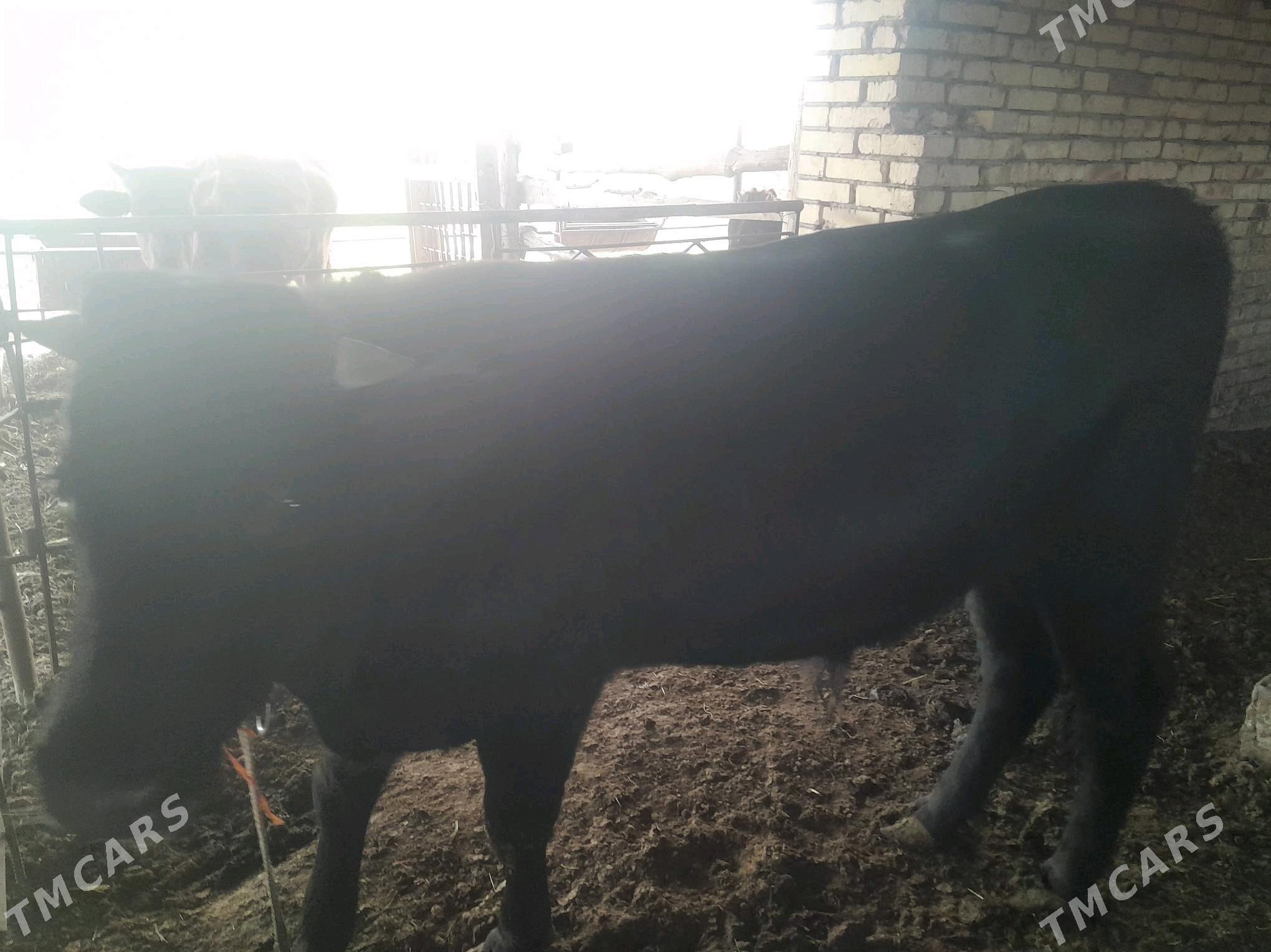 BAKYLAN ÖKÜZÇE - Murgap - img 5