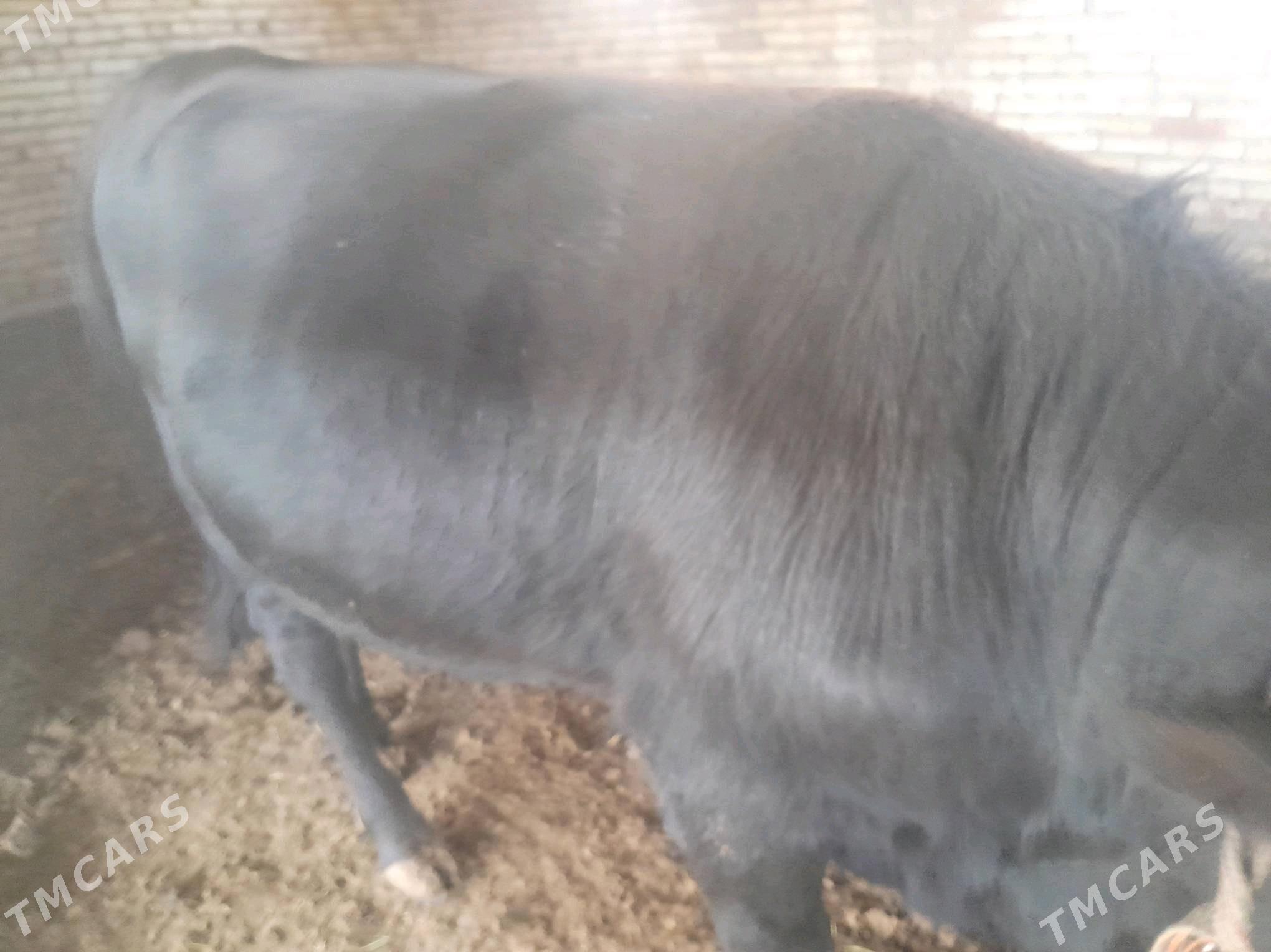 BAKYLAN ÖKÜZÇE - Murgap - img 1