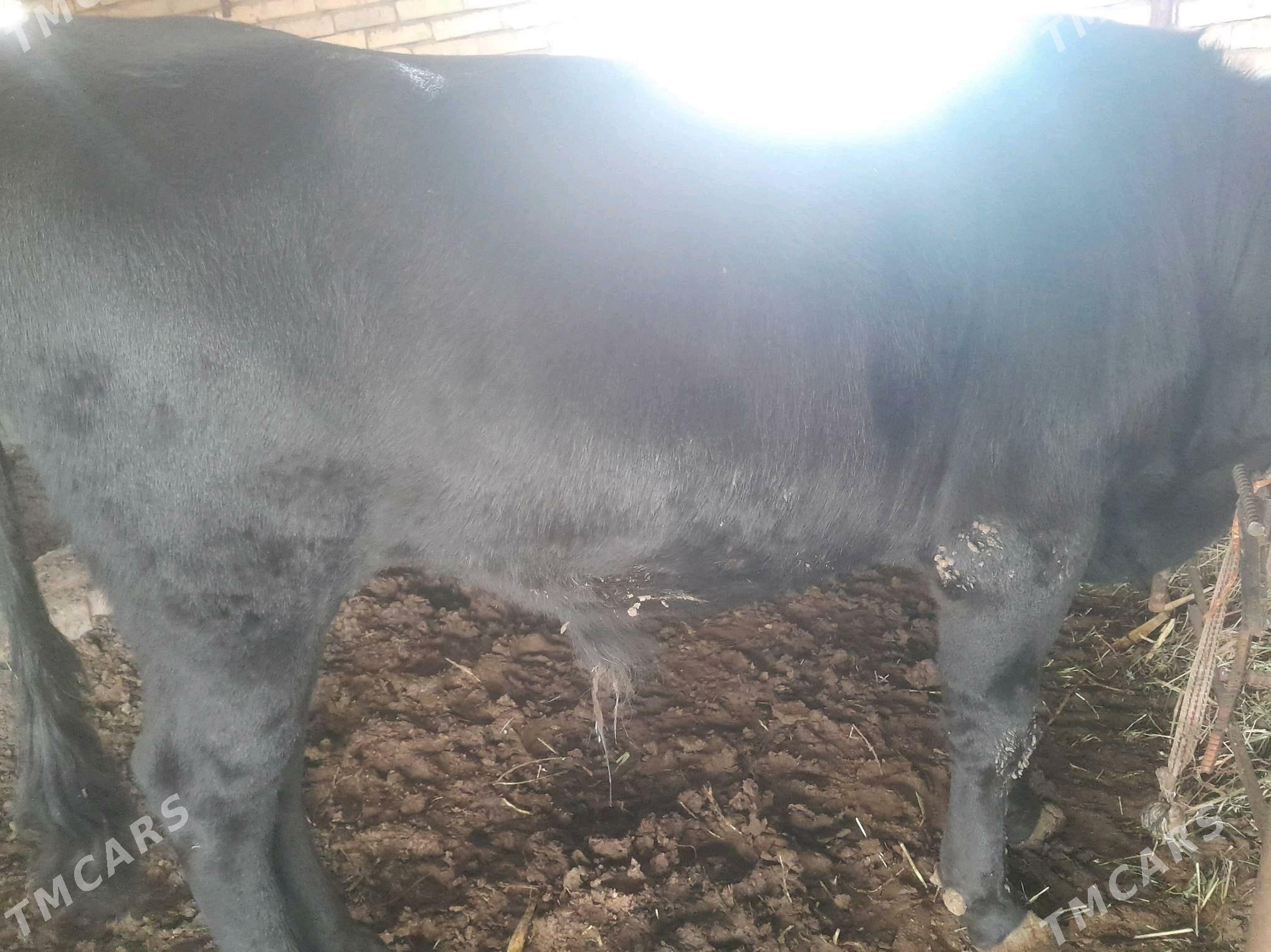 BAKYLAN ÖKÜZÇE - Murgap - img 2