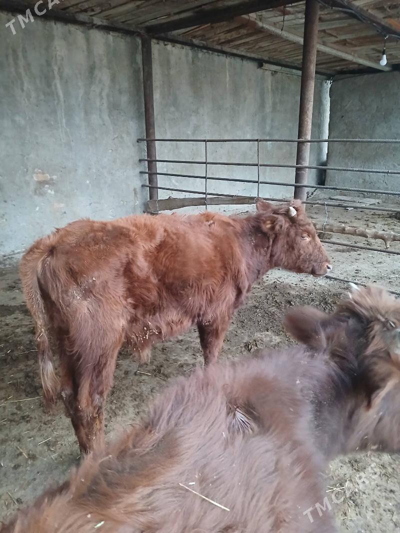 okuzler - Çoganly - img 2