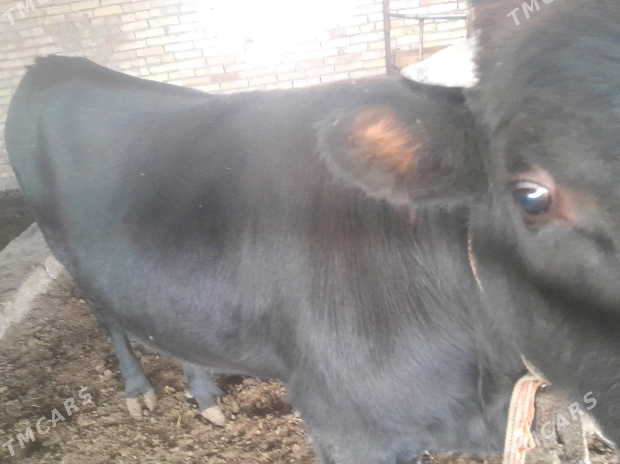 BAKYLAN ÖKÜZÇE - Murgap - img 3