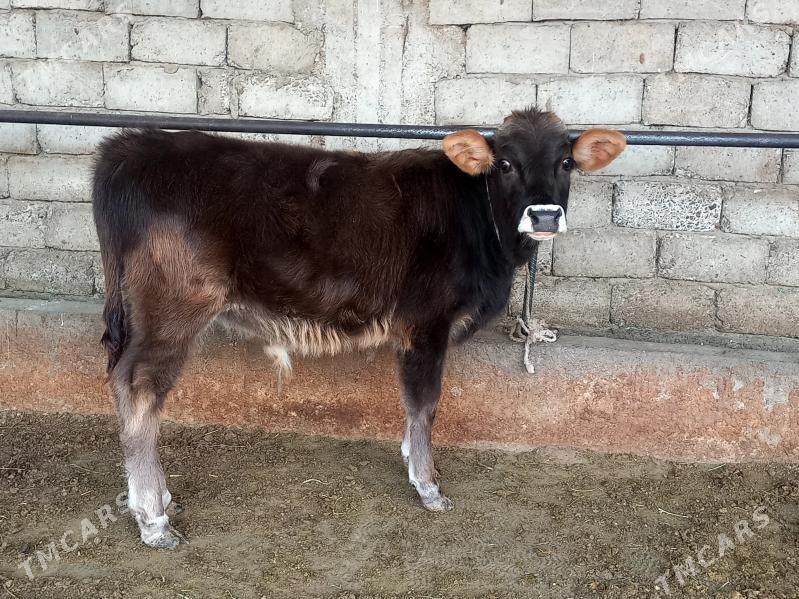 tohum okuz - Гёкдепе - img 2