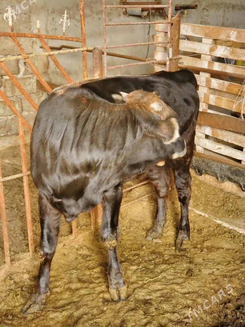 Şwess Öküz - Büzmeýin - img 3