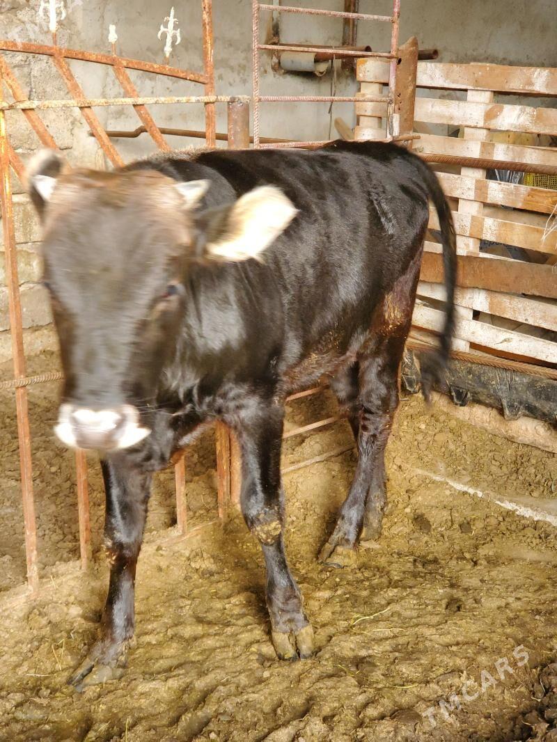 Şwess Öküz - Büzmeýin - img 2