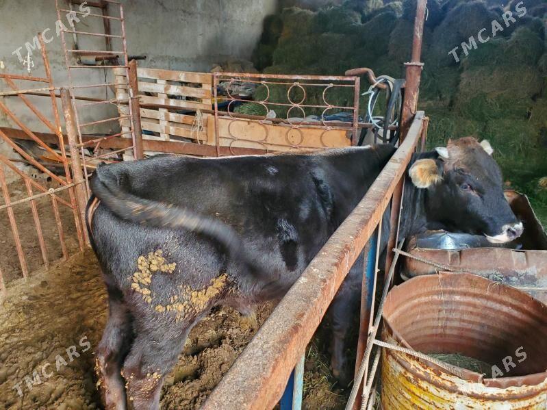 Şwess Öküz - Büzmeýin - img 4