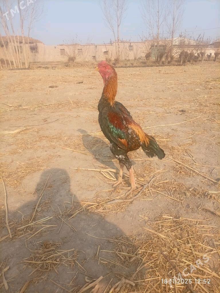 horaz - Şabat etr. - img 2