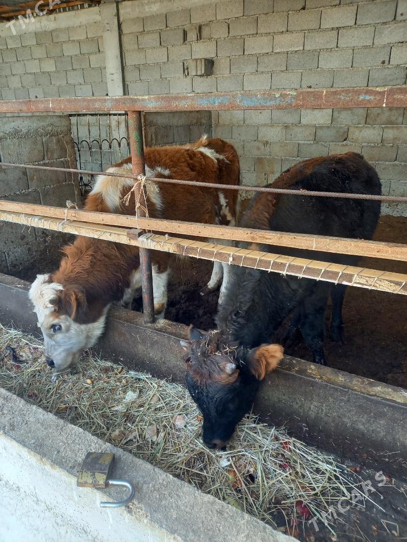 okuz - Гёкдепе - img 2