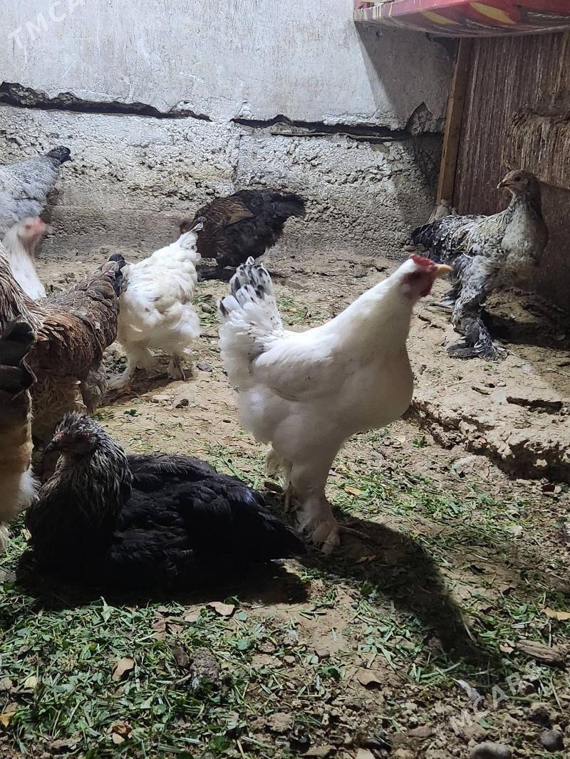 balgar - Хитровка - img 5