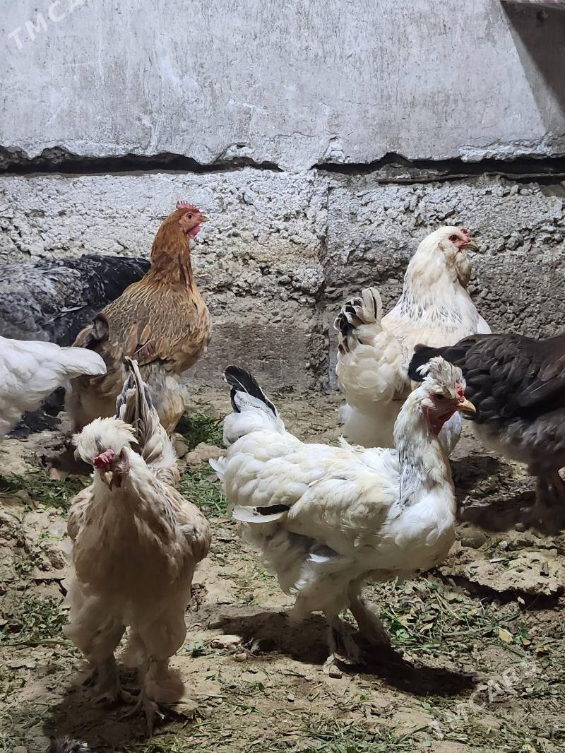 balgar - Хитровка - img 2