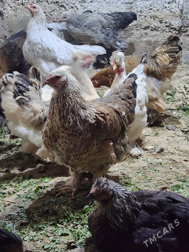 balgar - Хитровка - img 3