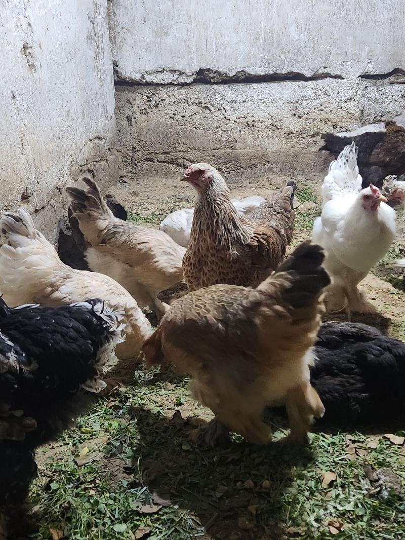 balgar - Хитровка - img 4