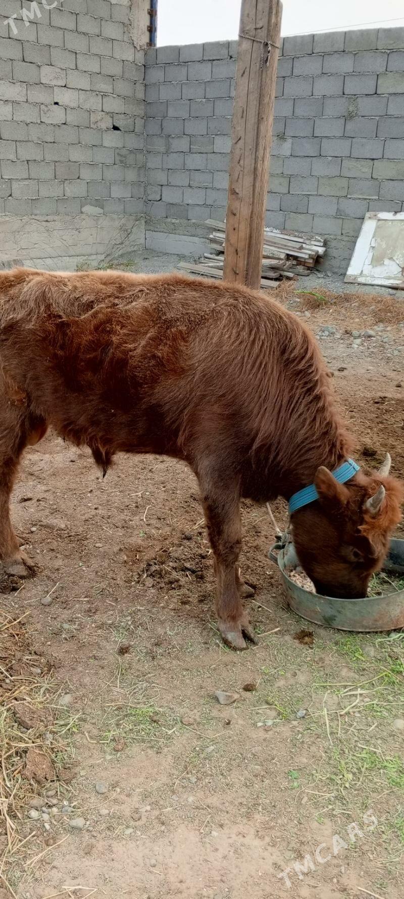 Gole - Gypjak - img 1