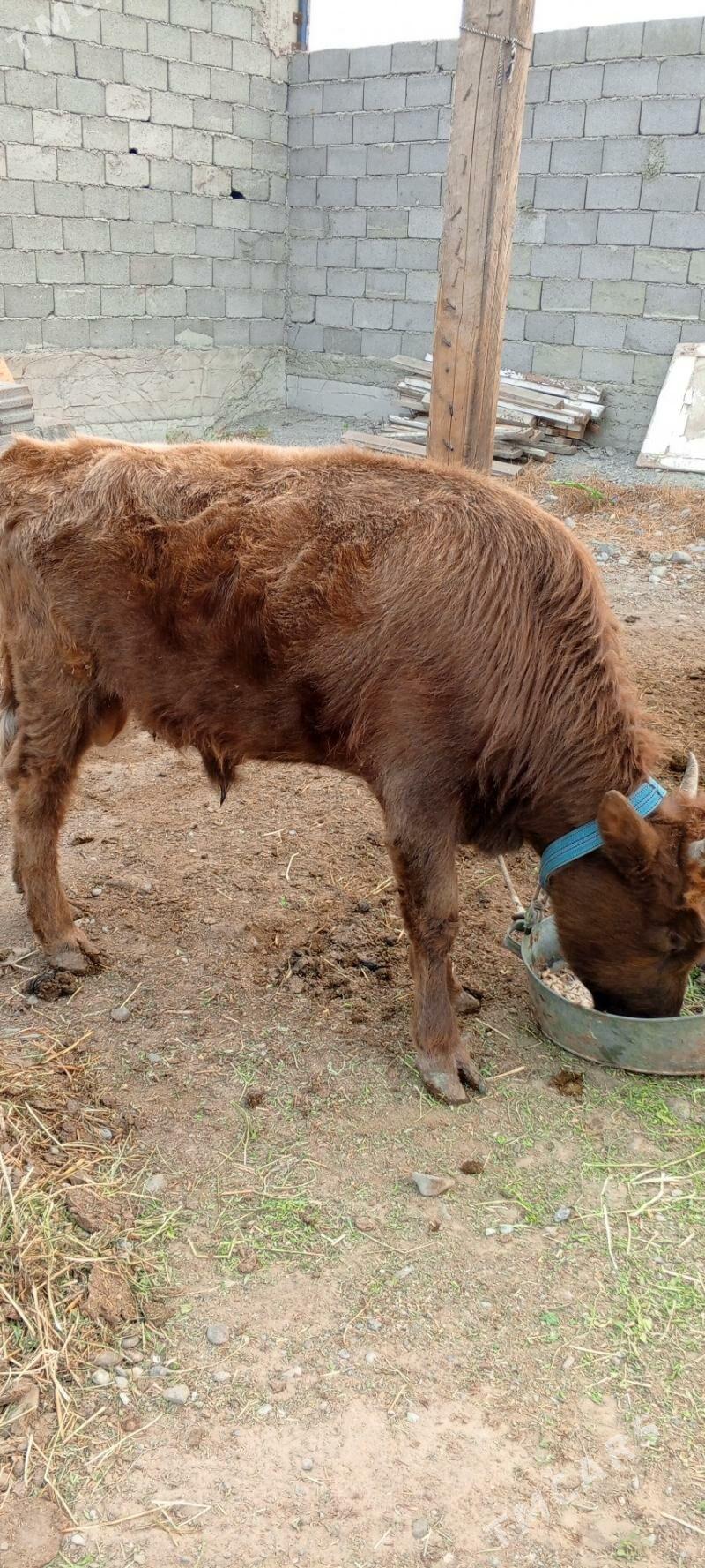 Gole - Gypjak - img 3