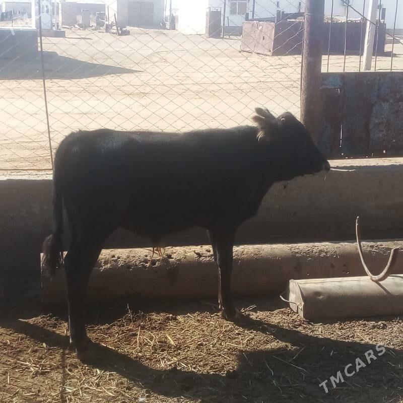 okuzce - Esenguly - img 1