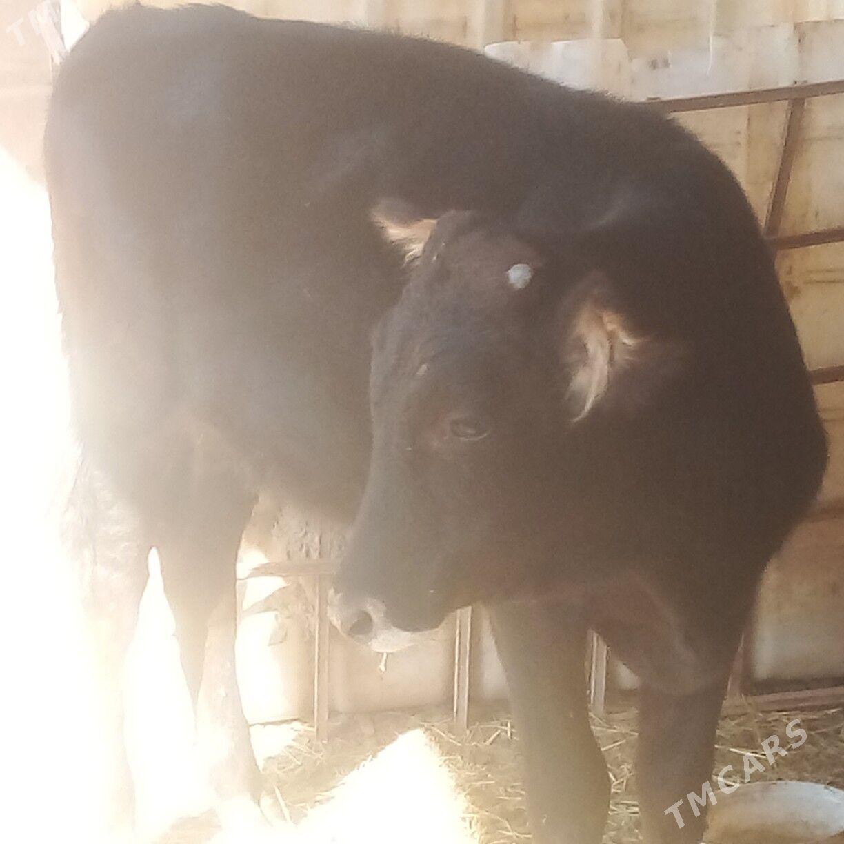 okuzce - Esenguly - img 2