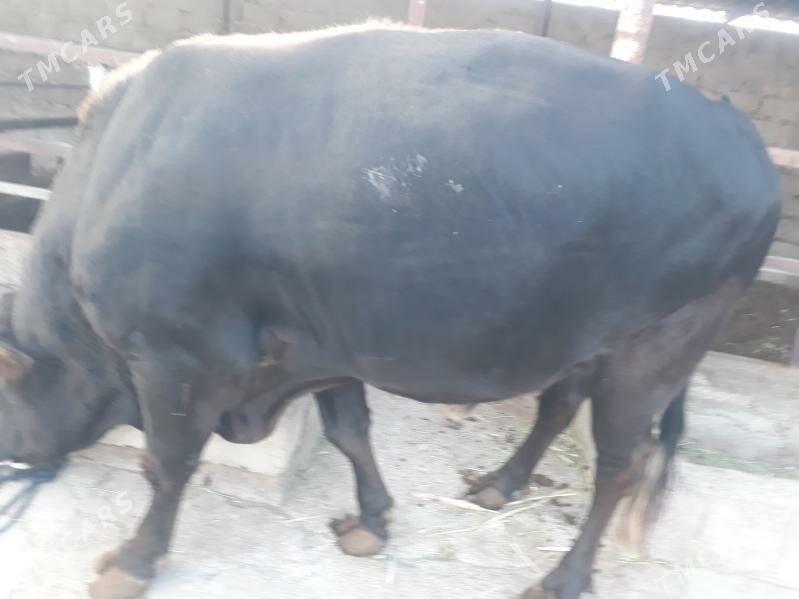 BAKYLAN ÖKÜZLER SOZ ÝOK - Büzmeýin - img 3