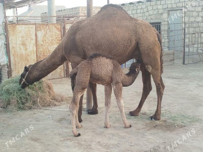 Kösekli Duye - Gumdag - img 1
